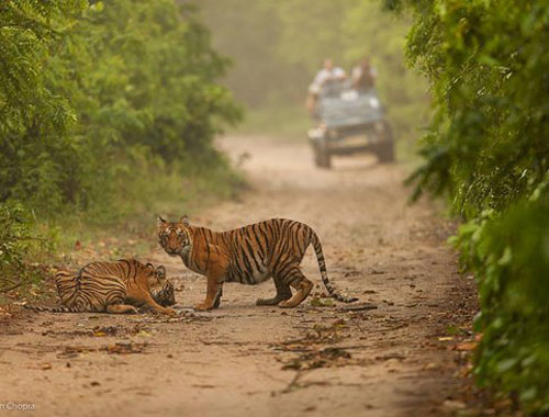 Rajasthan with Corbett National Park