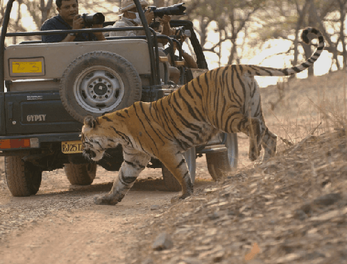 Jaipur, Pushkar, Kota & Ranthambore