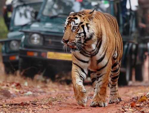 Rajasthan with Tiger Safari