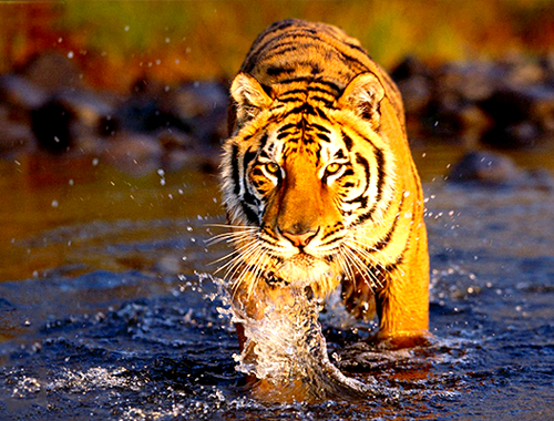 Rajasthan Wildlife Tour